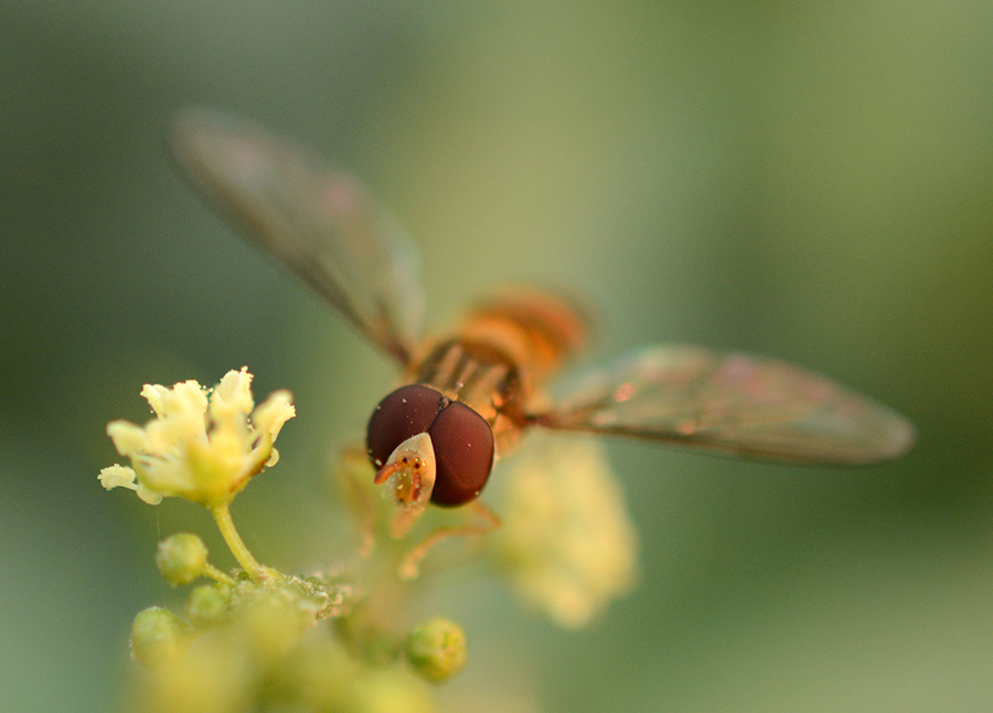 photo "Close to my eyes" tags: macro and close-up, flowers, insect