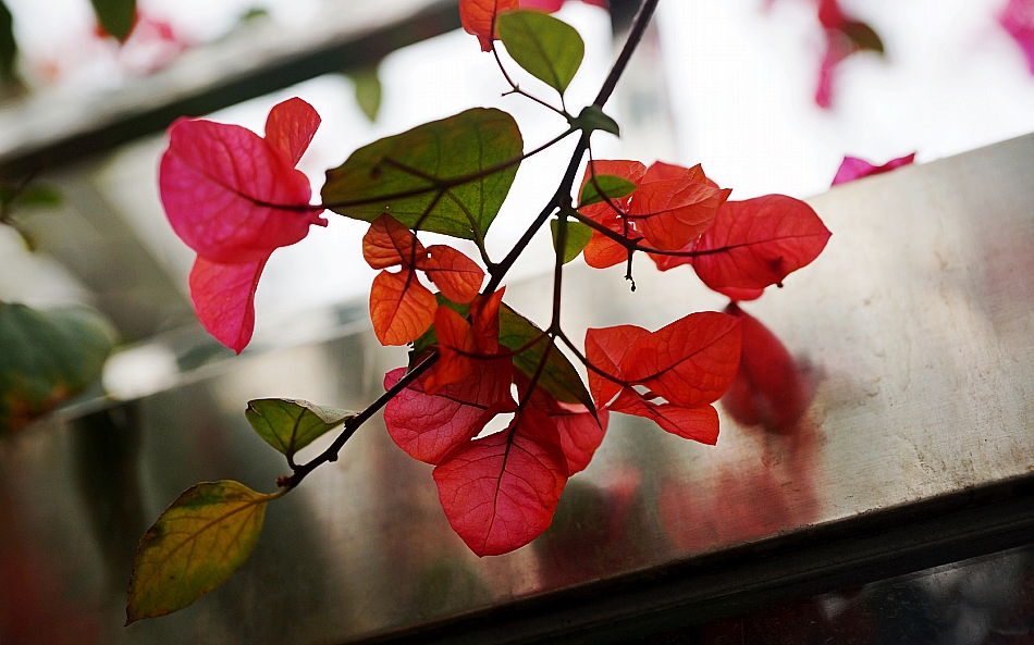 photo "spring in China" tags: street, nature, macro and close-up, Asia, flowers, spring