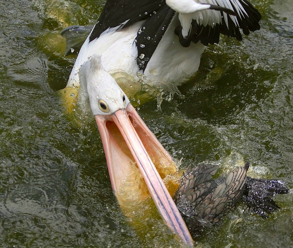 Баклан и пеликан