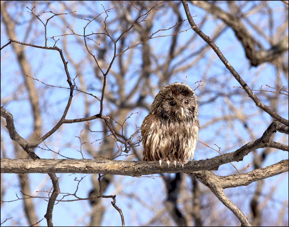 photo "***" tags: nature, bird, forest