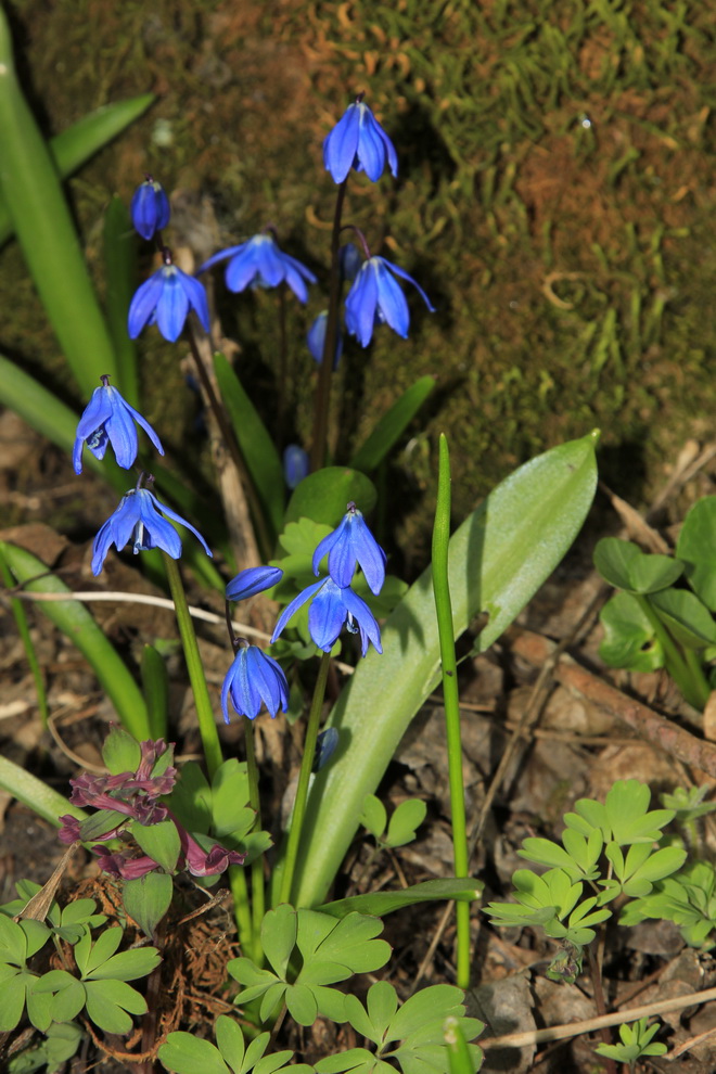 photo "***" tags: nature, flowers, forest