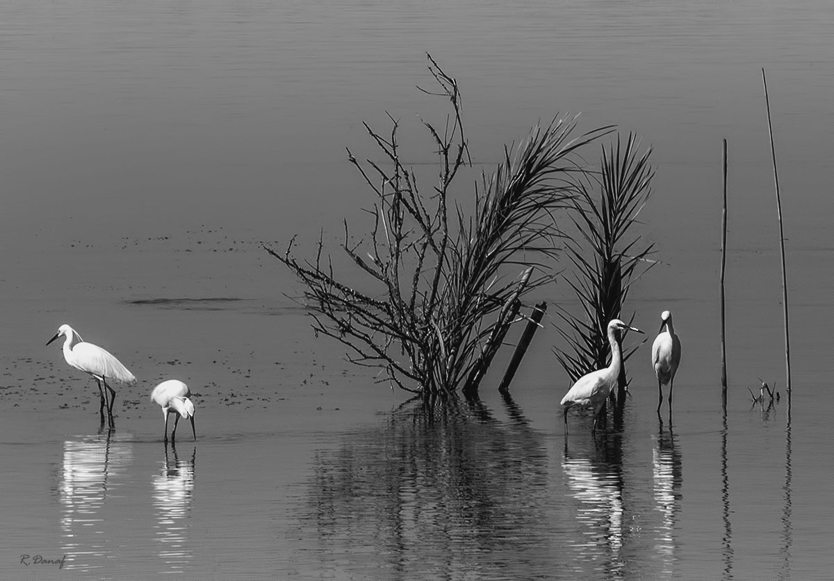 photo "On the lake" tags: nature, 