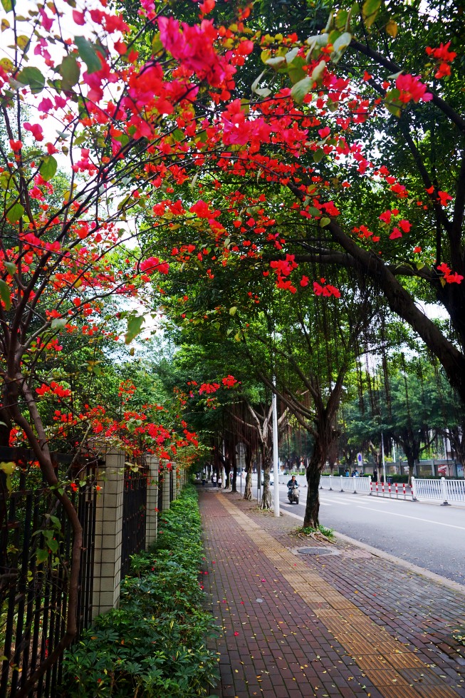 photo "spring in China" tags: landscape, nature, street, Asia, flowers, forest, spring