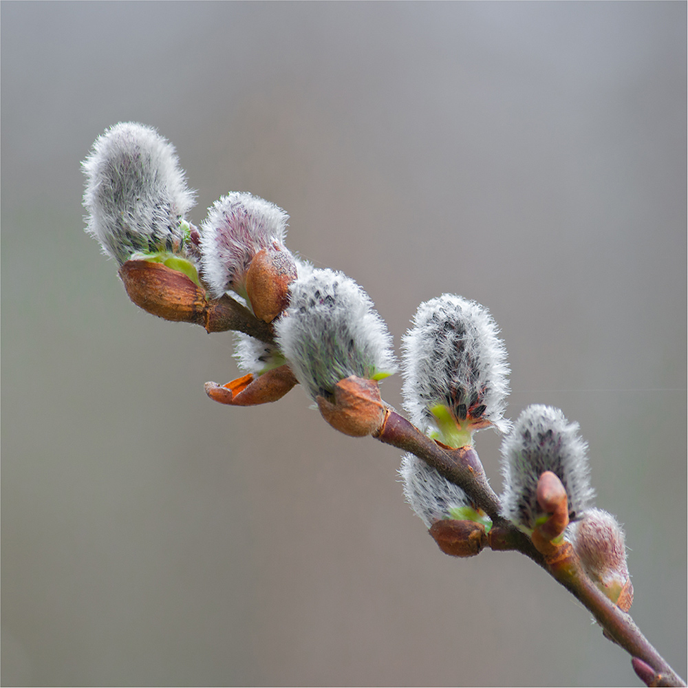photo "***" tags: macro and close-up, 