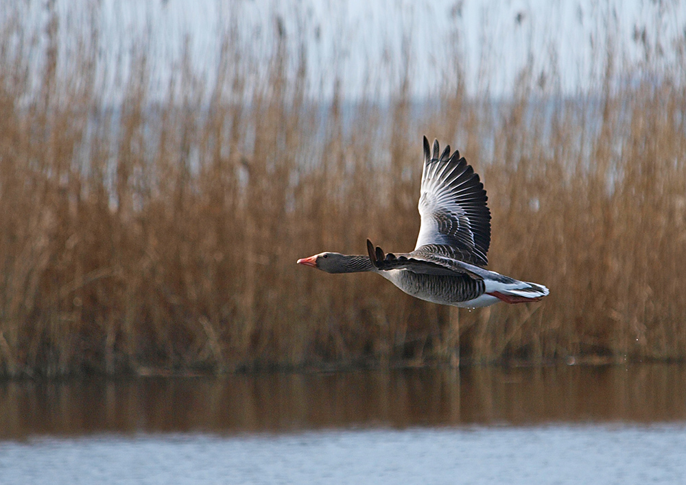 photo "The Get Away III" tags: nature, portrait, landscape, 