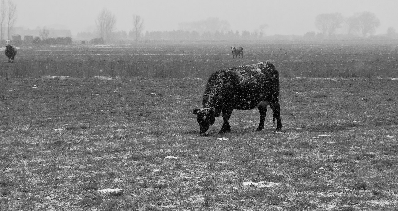 photo "Зима" tags: landscape, black&white, зима корова