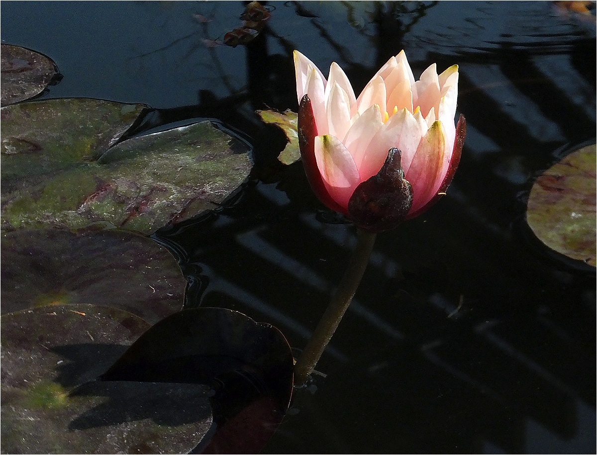фото "Прошлогодние листья" метки: природа, макро и крупный план, water-lily, водяная лилия