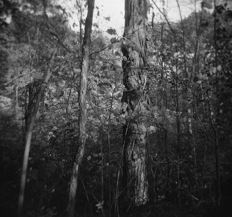 photo "woods" tags: landscape, nature, black&white, black and white, holga, trees, woods