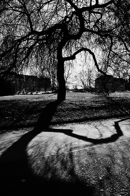 photo "Дерево и tень" tags: black&white, Prag, Prague, Praha