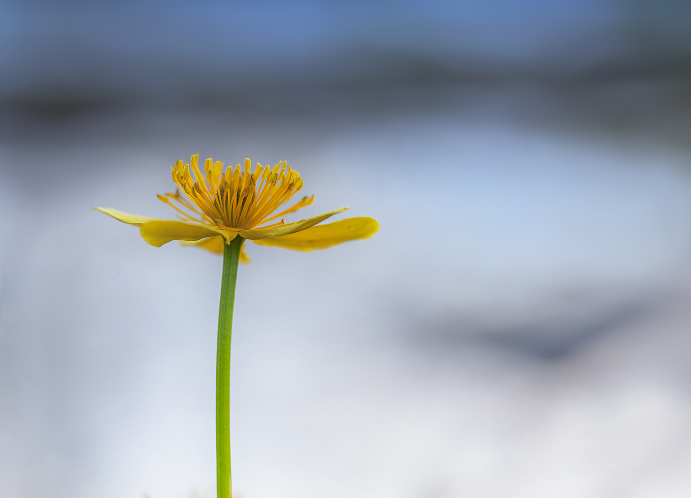 photo "***" tags: macro and close-up, nature, 