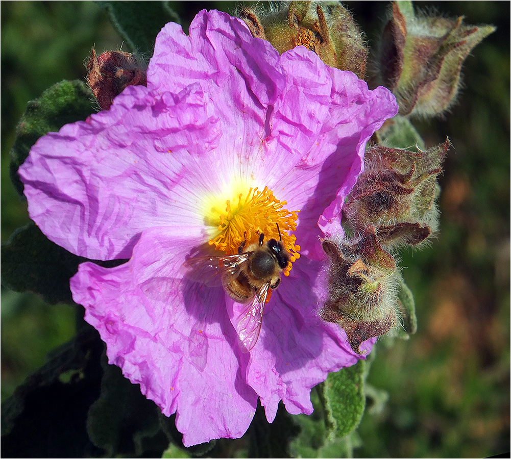 фото "Слегка помятый" метки: природа, макро и крупный план, bee, flower, пчела, цветок