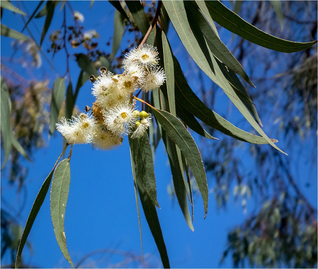 photo "Eucalyptus February" tags: macro and close-up, nature, eucalyptus flowers, цветы эвкалипта