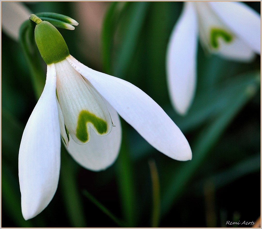photo "***" tags: nature, macro and close-up, 