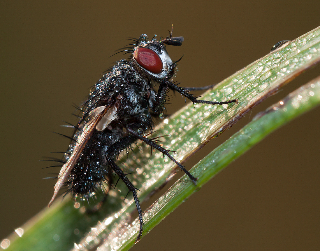 photo "***" tags: macro and close-up, morning, summer, муха, роса