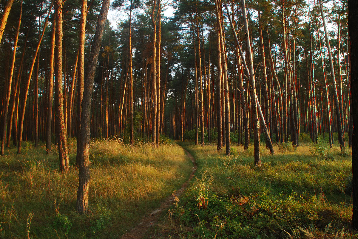 фото "Утренний лес" метки: пейзаж, Восход, лес, рассвет, свет, утро