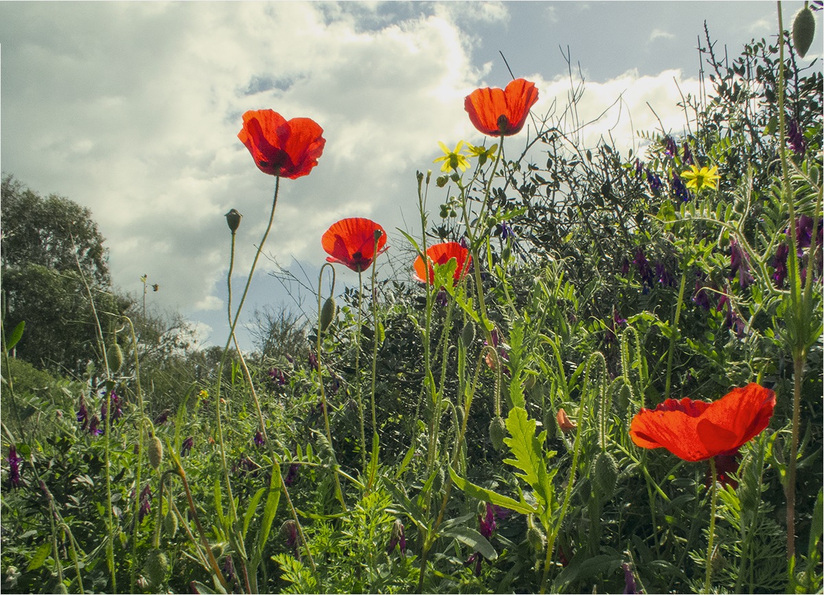 photo "Calaniot" tags: nature, anemones, анемоны