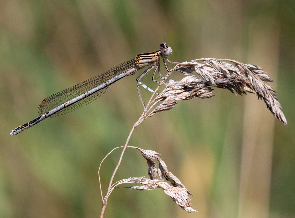 photo "***" tags: macro and close-up, 