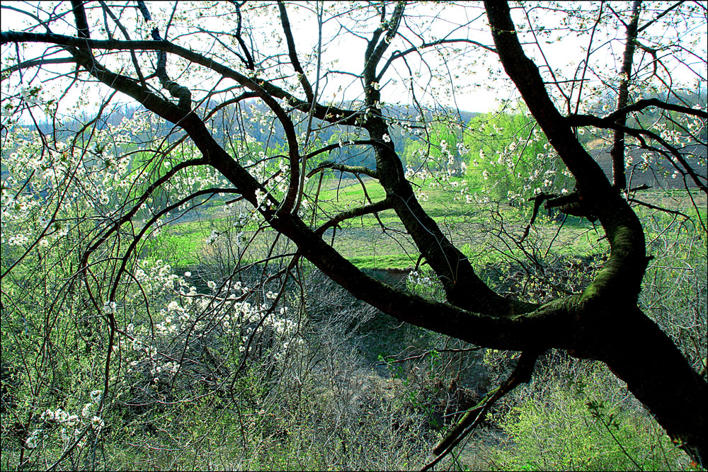 фото "Spring again" метки: пейзаж, природа, forest, spring, trees