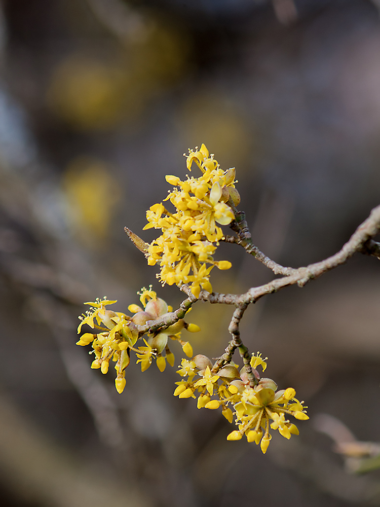 photo "***" tags: macro and close-up, 