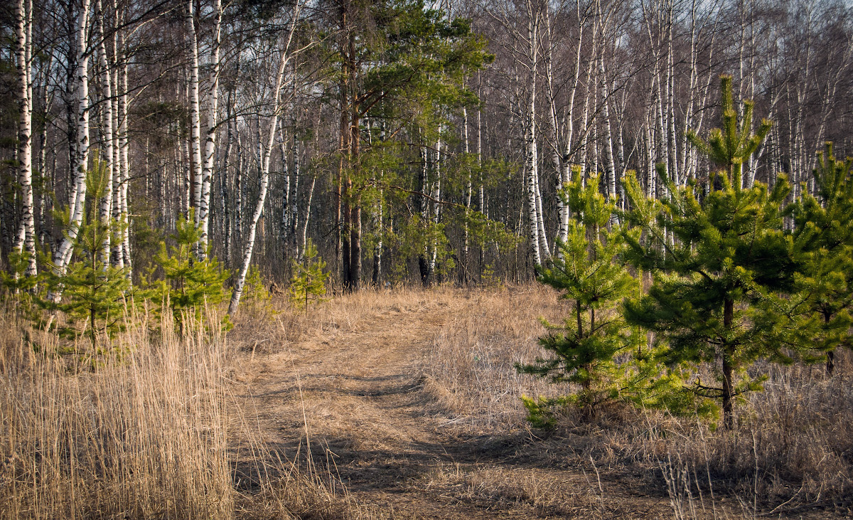 photo "***" tags: nature, forest, road, spring, sun