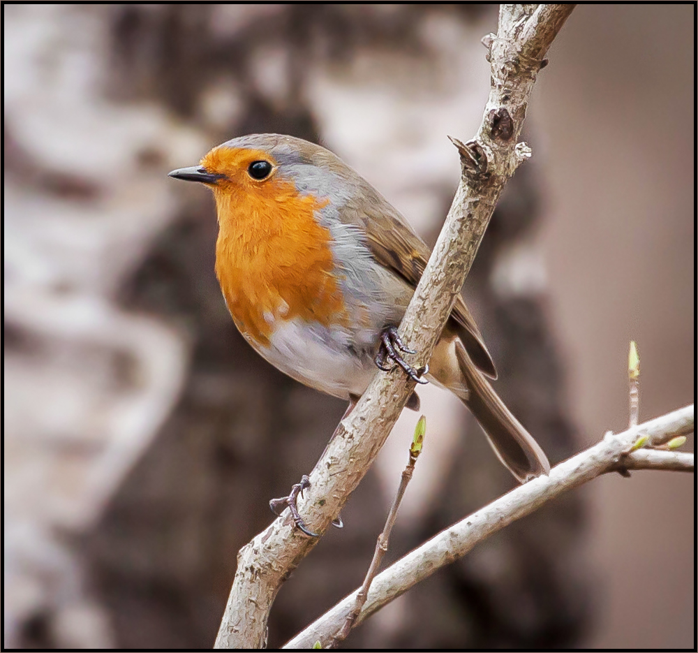 photo "First shoots of Spring" tags: nature, British Birds, bird, robin