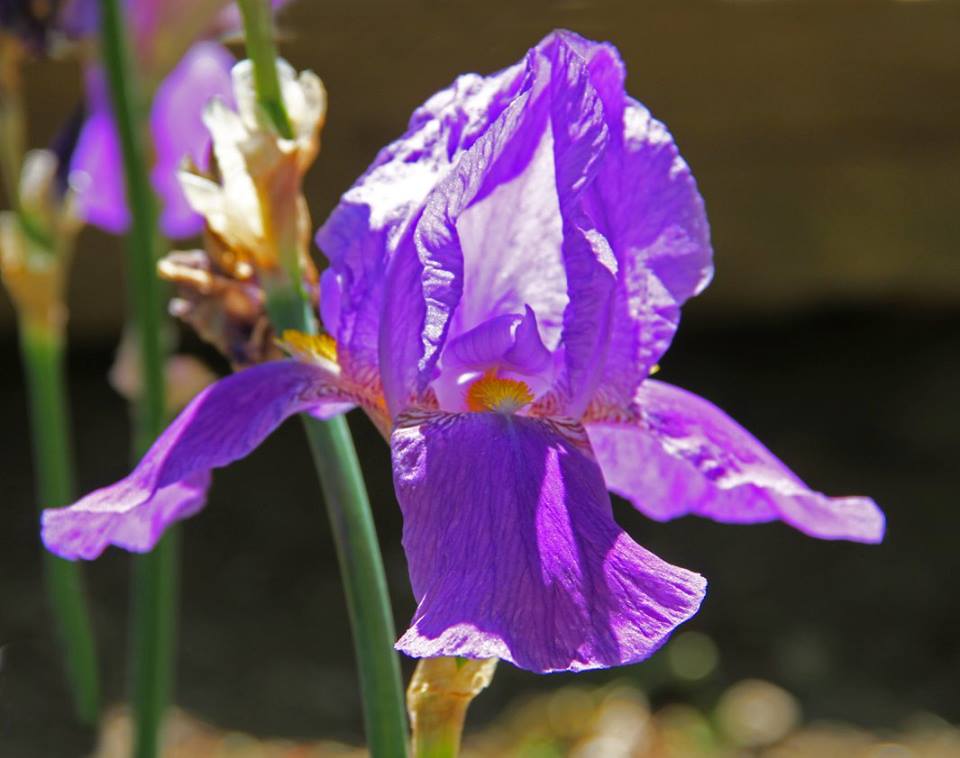 photo "***" tags: nature, macro and close-up, 