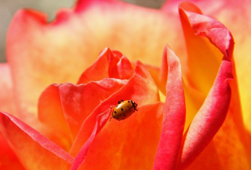 photo "***" tags: nature, macro and close-up, 