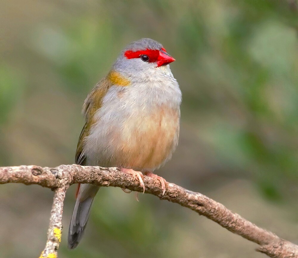 photo "Red-browed finch" tags: nature, 