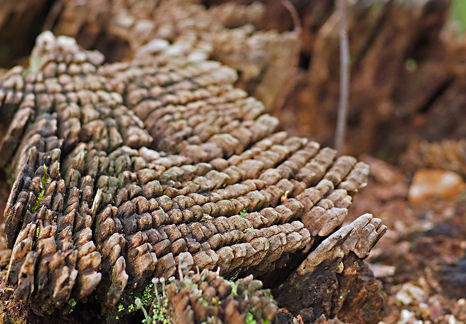 photo "Riffle" tags: landscape, nature, macro and close-up, 