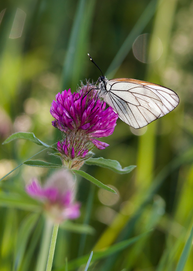 photo "***" tags: macro and close-up, 