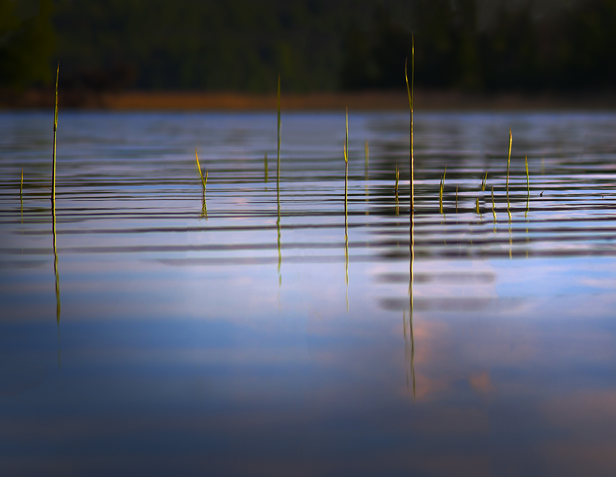 photo "***" tags: landscape, macro and close-up, nature, 