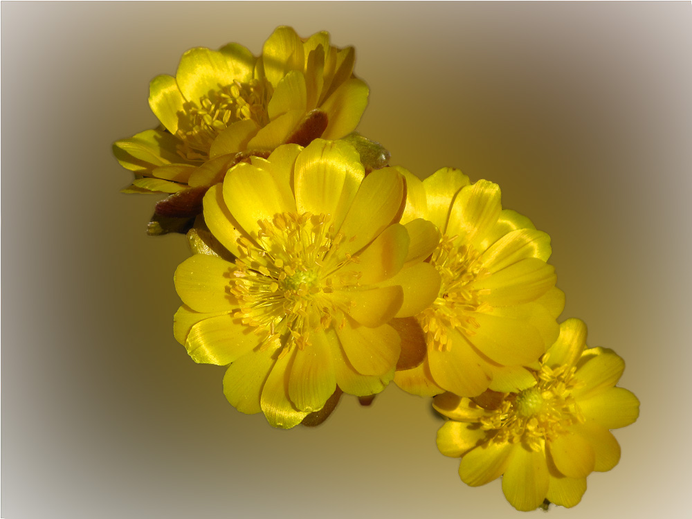 фото "Весеннее золото" метки: природа, макро и крупный план, весна, лес цветы