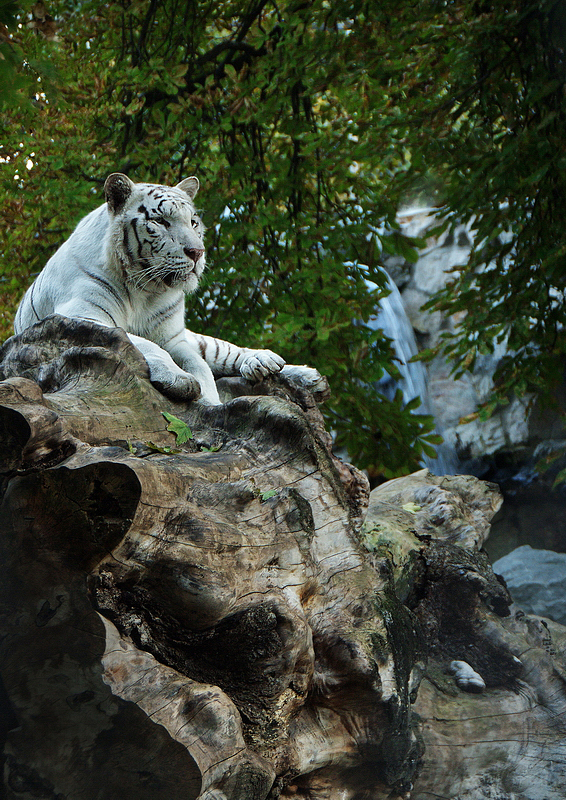 фото "The land of the Little Prince" метки: природа, Aleksandar Animals Obsidian On