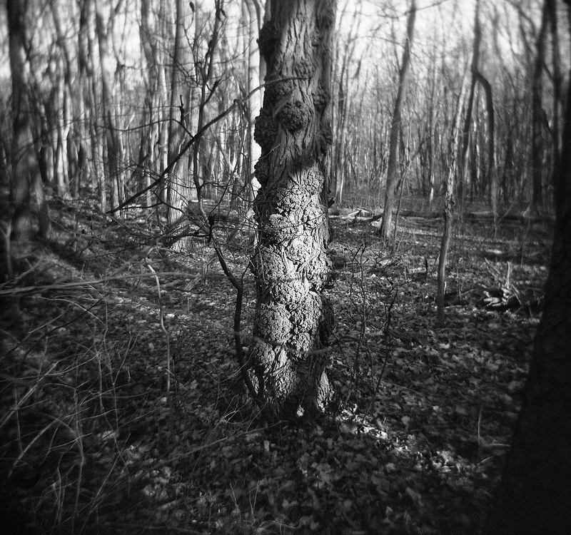photo "woods" tags: landscape, nature, black&white, black and white, holga, trees