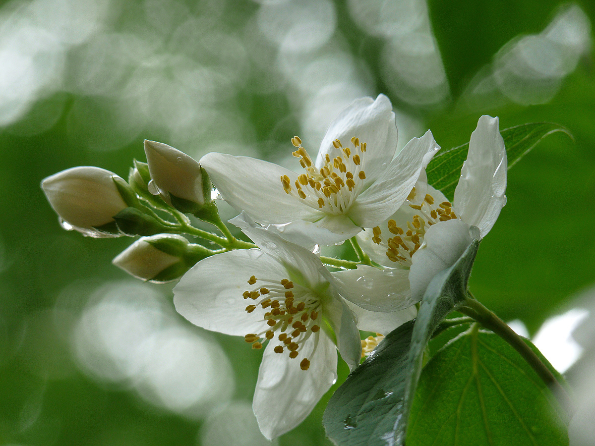 photo "***" tags: nature, 