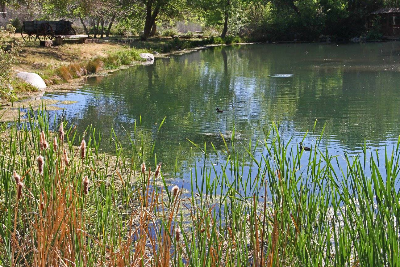 photo "Pond" tags: landscape, nature, 