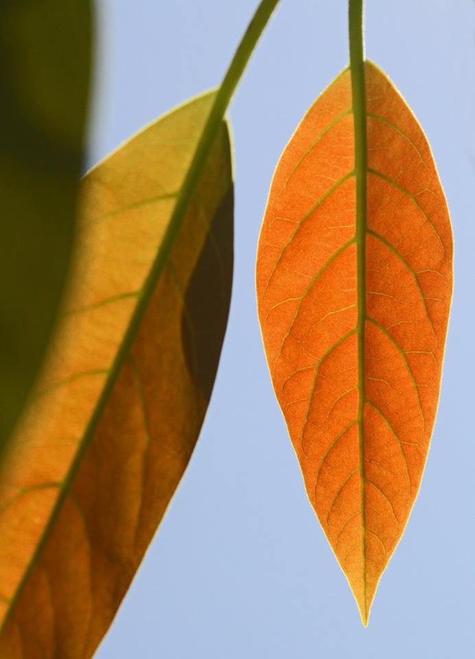 photo "Avocado Leaves" tags: nature, macro and close-up, abstract, 