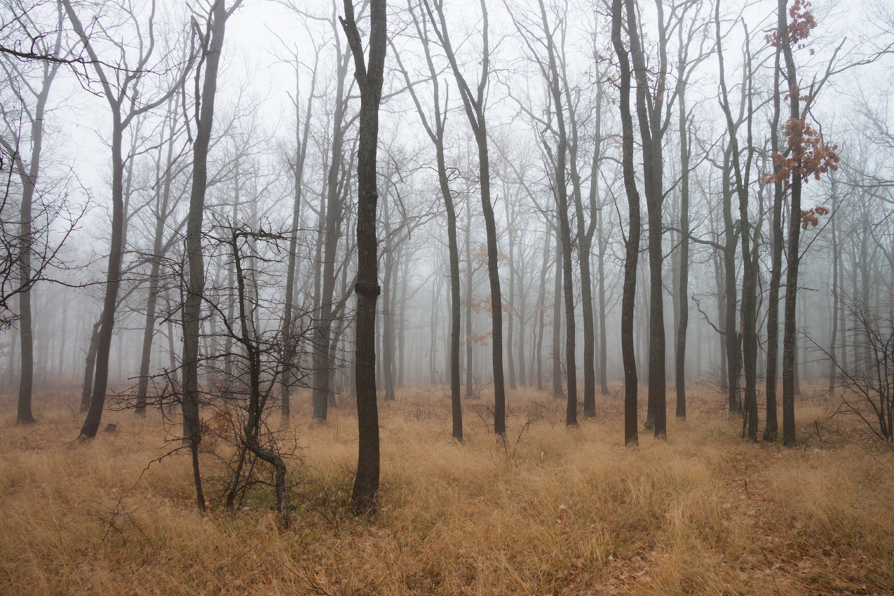 фото "Дубы и туман" метки: природа, 