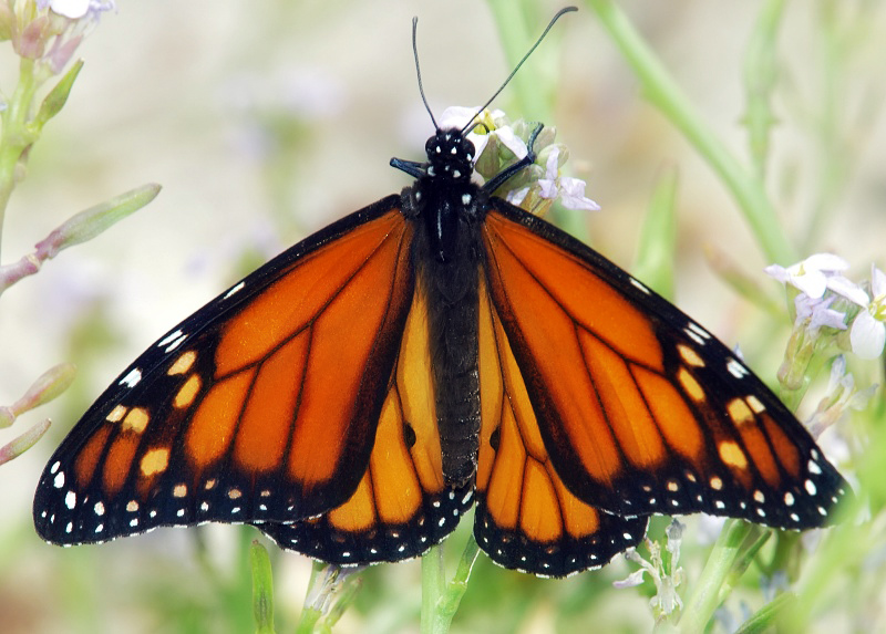 photo "Monarch" tags: macro and close-up, 