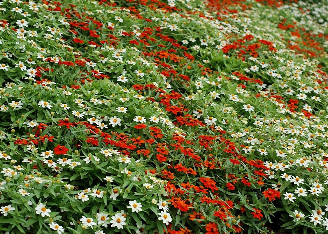 photo "Flowerbed" tags: nature, abstract, misc., 