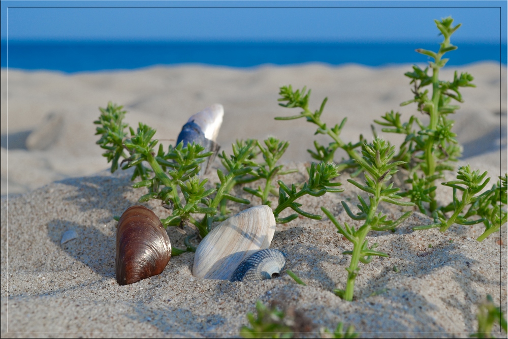 фото "Пляжный натюрморт" метки: путешествия, природа, макро и крупный план, море, песок, пляж