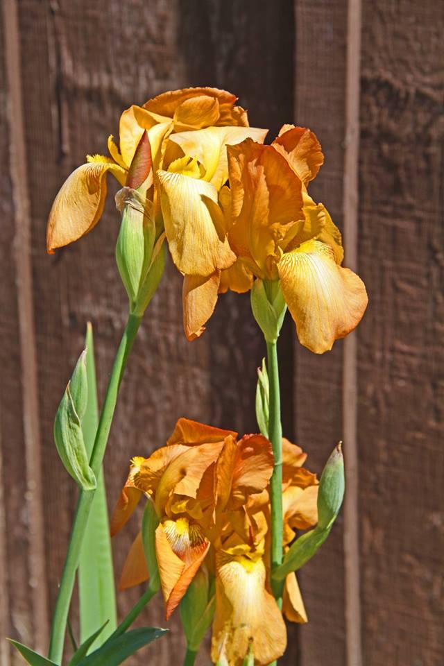 photo "Golden Iris" tags: nature, macro and close-up, 