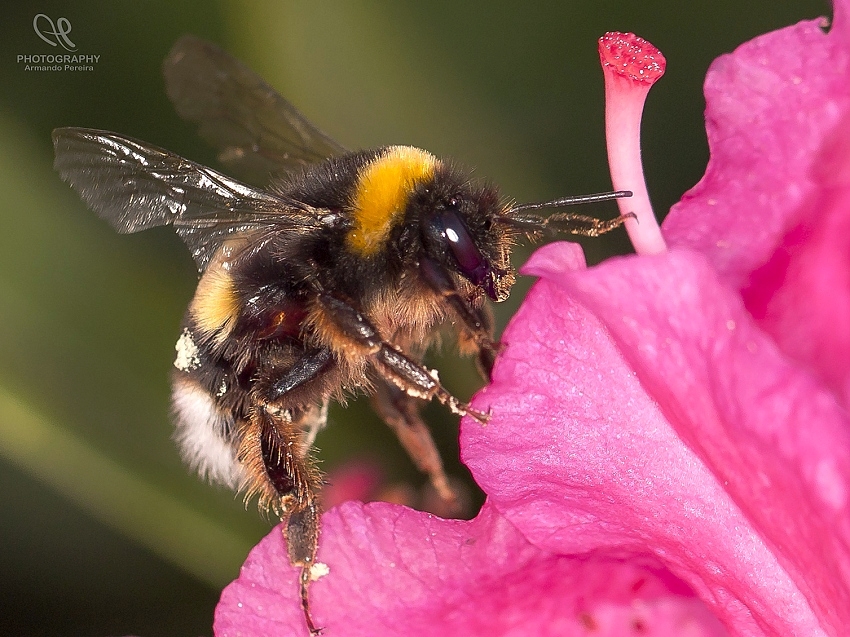 photo "***" tags: macro and close-up, 