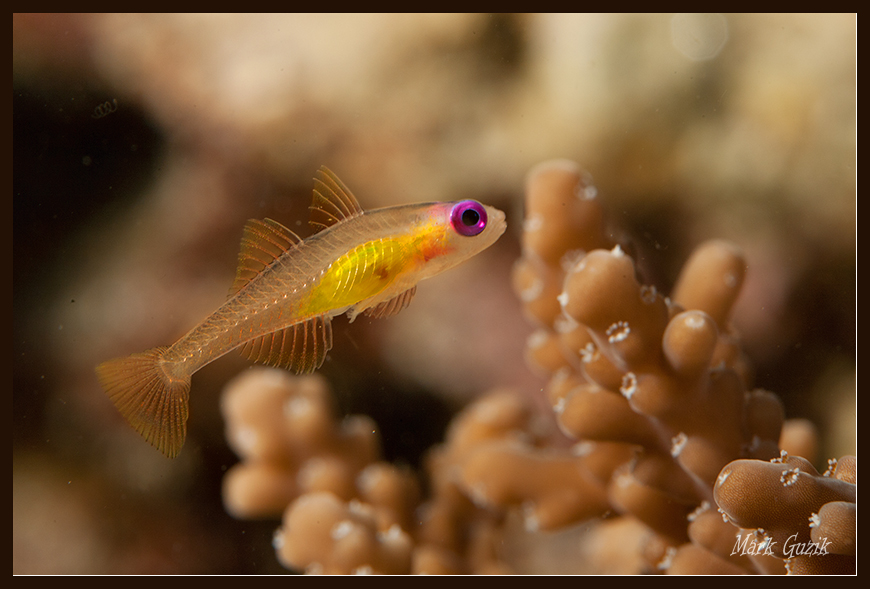 photo "The Princess of the macrocosm" tags: underwater, 