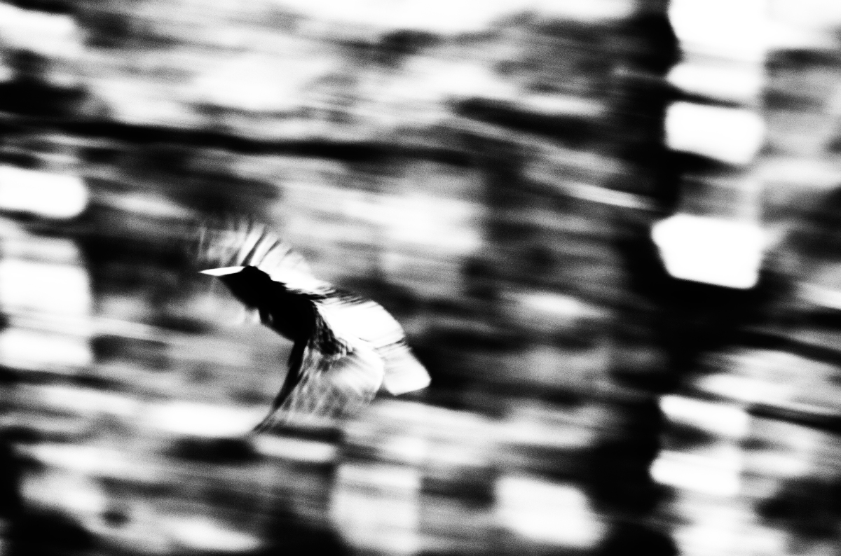 photo "***" tags: abstract, misc., black&white, эксперименты