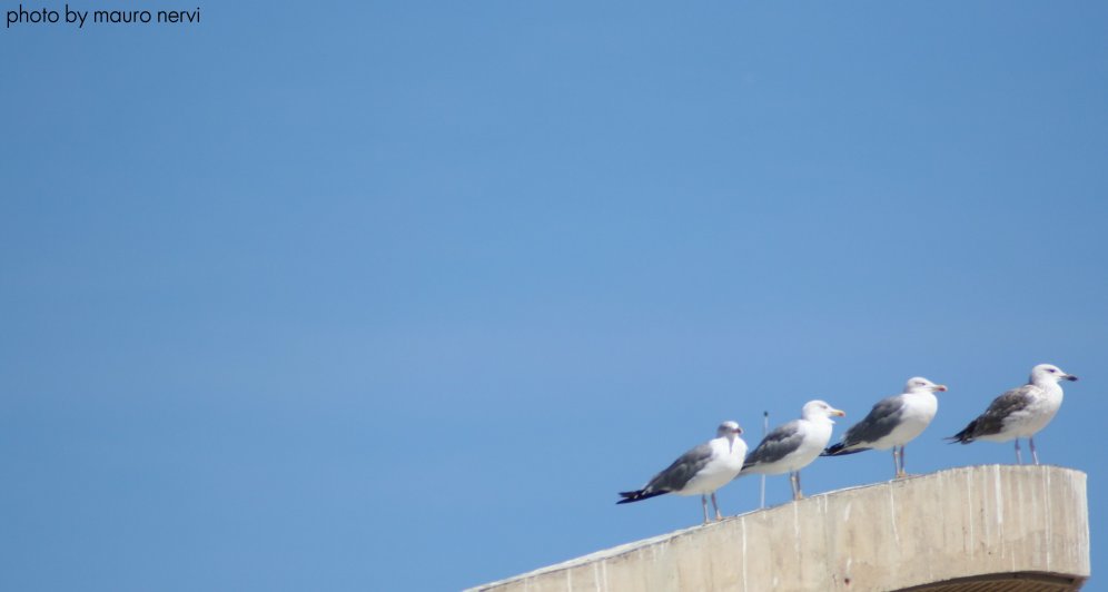 photo "seagulls" tags: nature, 