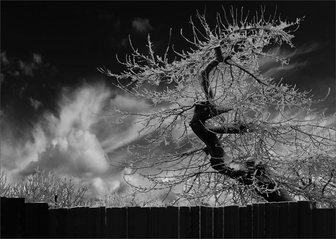 фото "Наперекор судьбе" метки: digital art, ассоциации, дерево, судьба