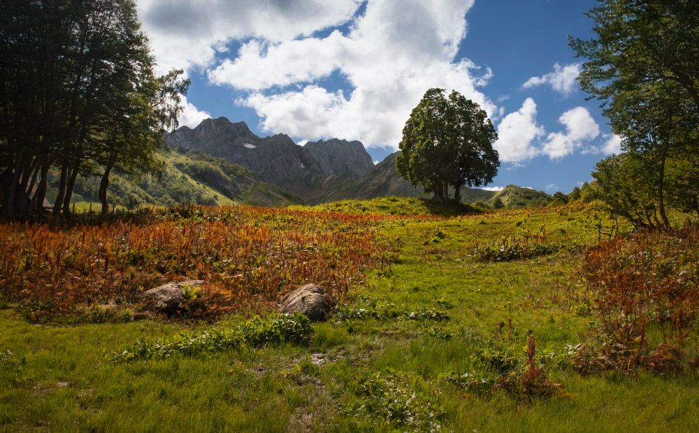 photo "***" tags: landscape, summer, Абхазия, Кавказ, альпийские луга