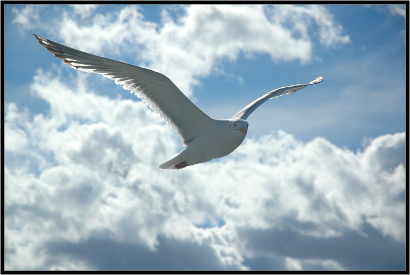 photo "Jonathan Livingston Seagull" tags: nature, чайка