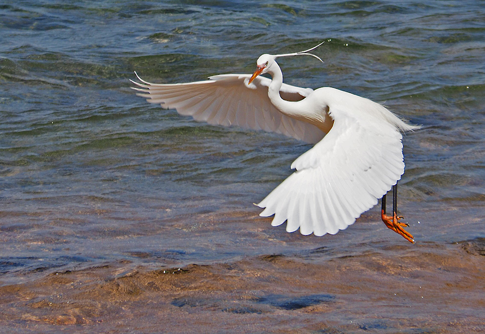 photo "White Heron" tags: nature, portrait, travel, 